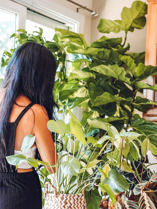 How to Care for a Fiddle Leaf Fig (Ficus Lyrata)