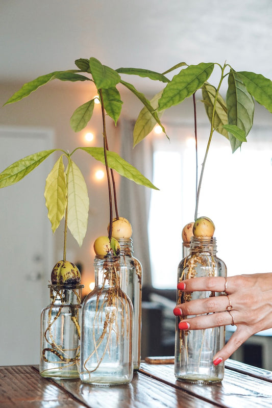 Avocado Seed to Plant