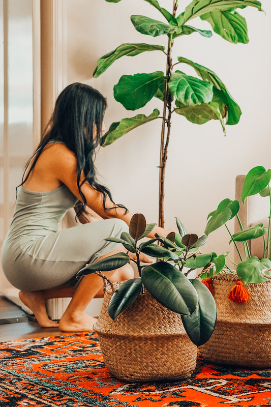 MY TOP 5 STARTER HOUSEPLANTS