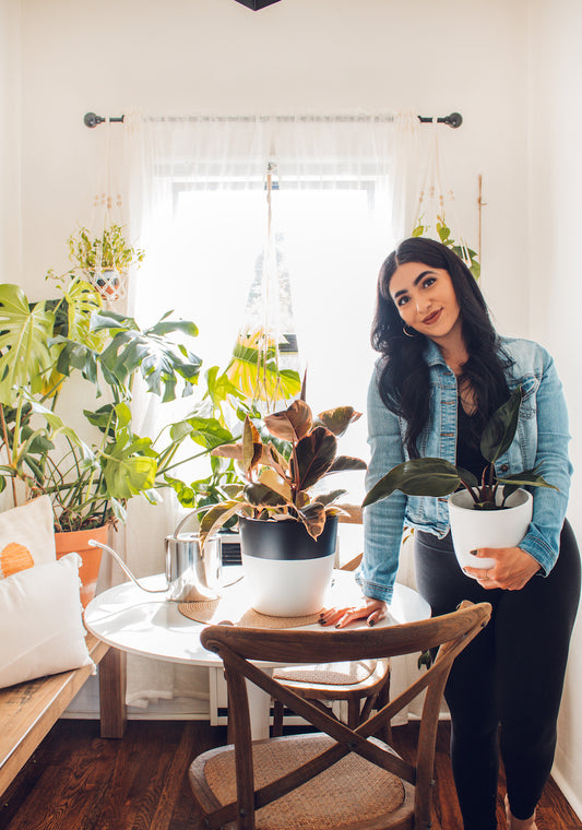 How to Care for your Houseplants in the Winter