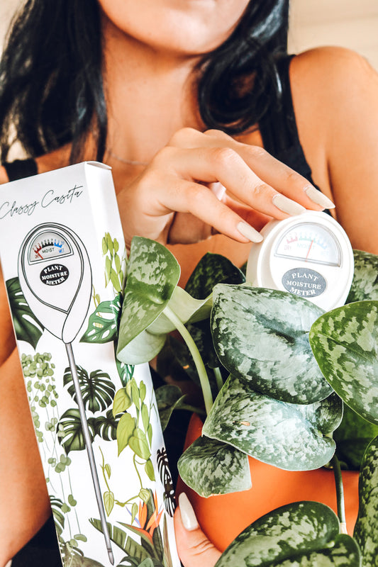 Why Use a Moisture Meter for Plants