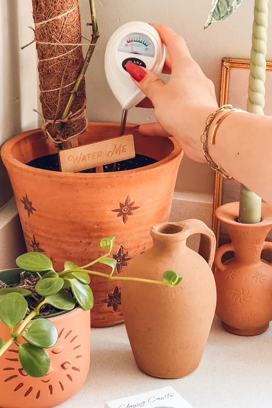 The Art of Indoor Gardening: Integrating Plants into Your Home Decor