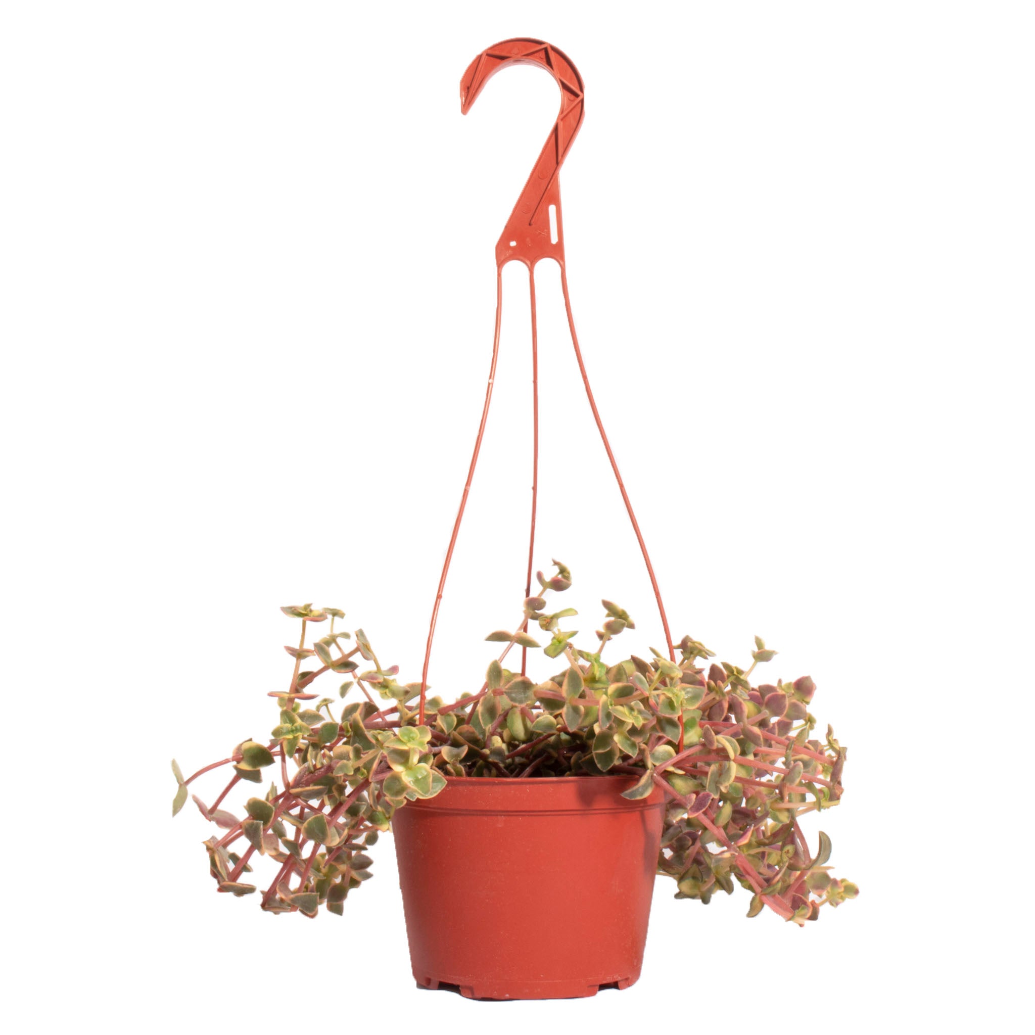calico kitten succulent propagation Crassula Pellucida Variegata 'Calico Kitten' – Classy Casita