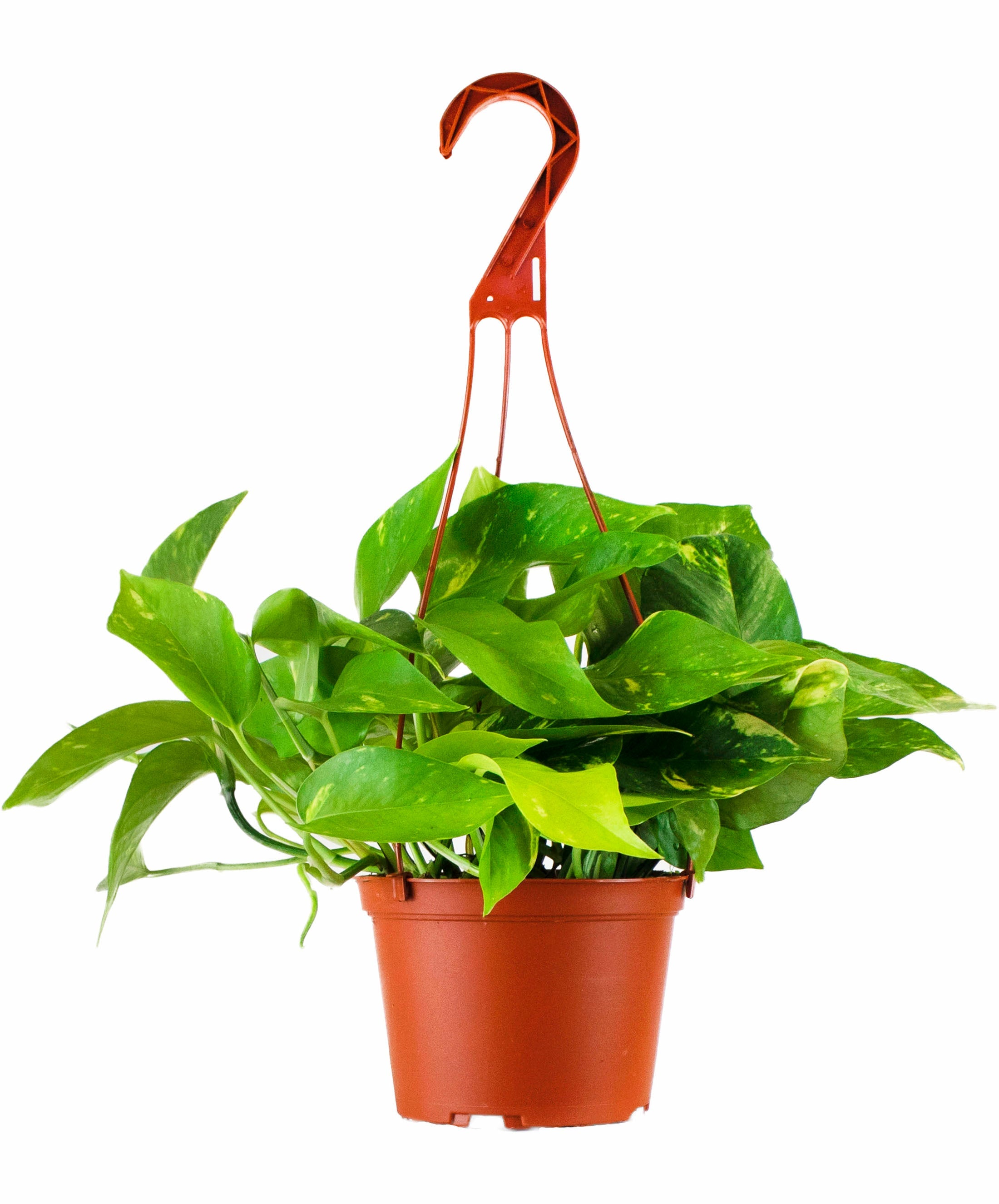 red pothos plant Epipremnum aureum 'Pothos'