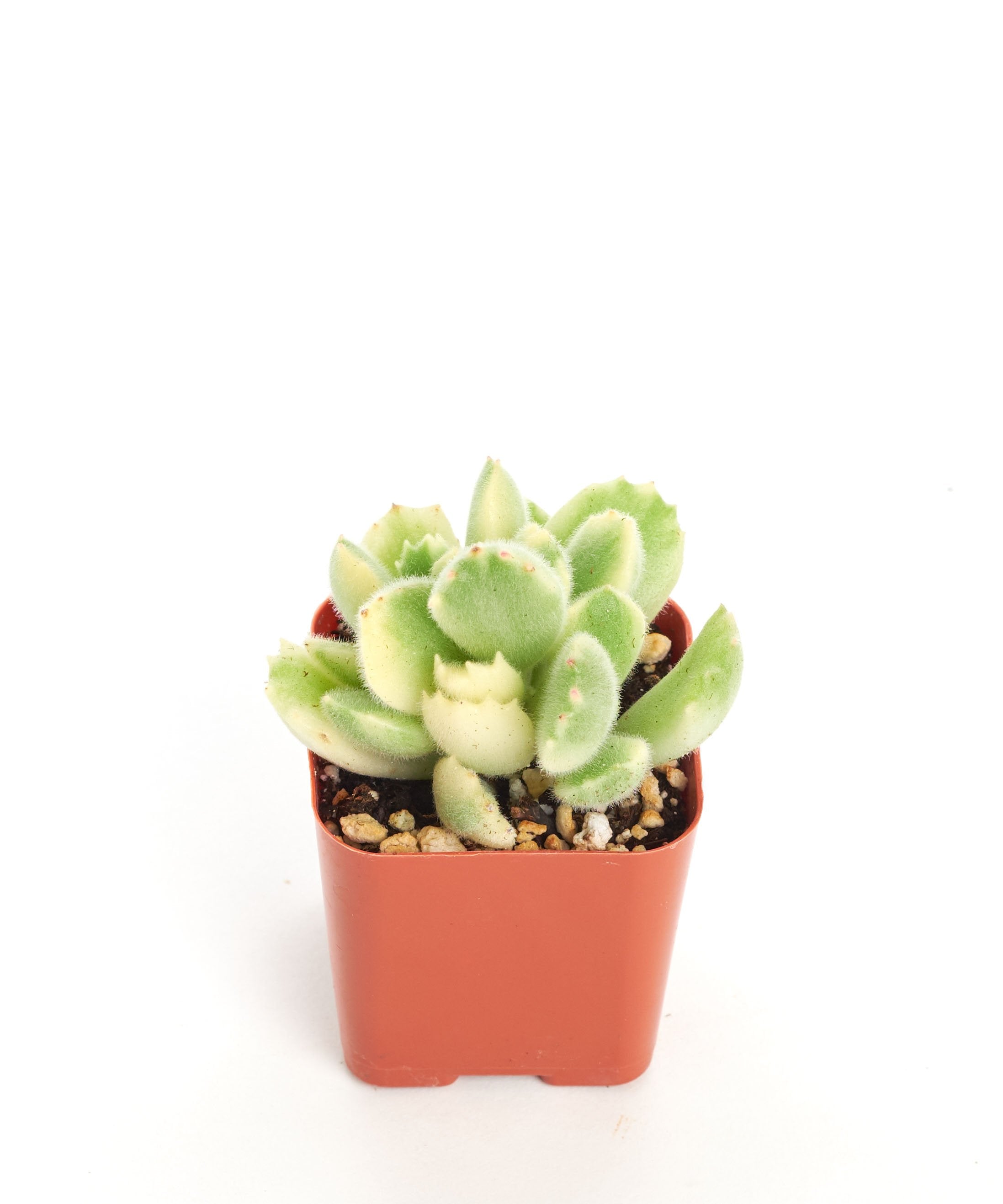 white bear paw succulent Cotyledon tomentosa variegata 'Variegated Bear Paw'