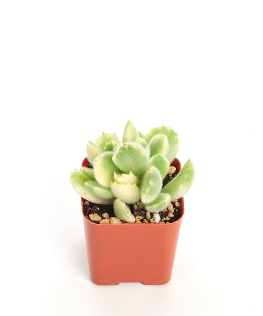 Cotyledon tomentosa variegata 'Variegated Bear Paw'