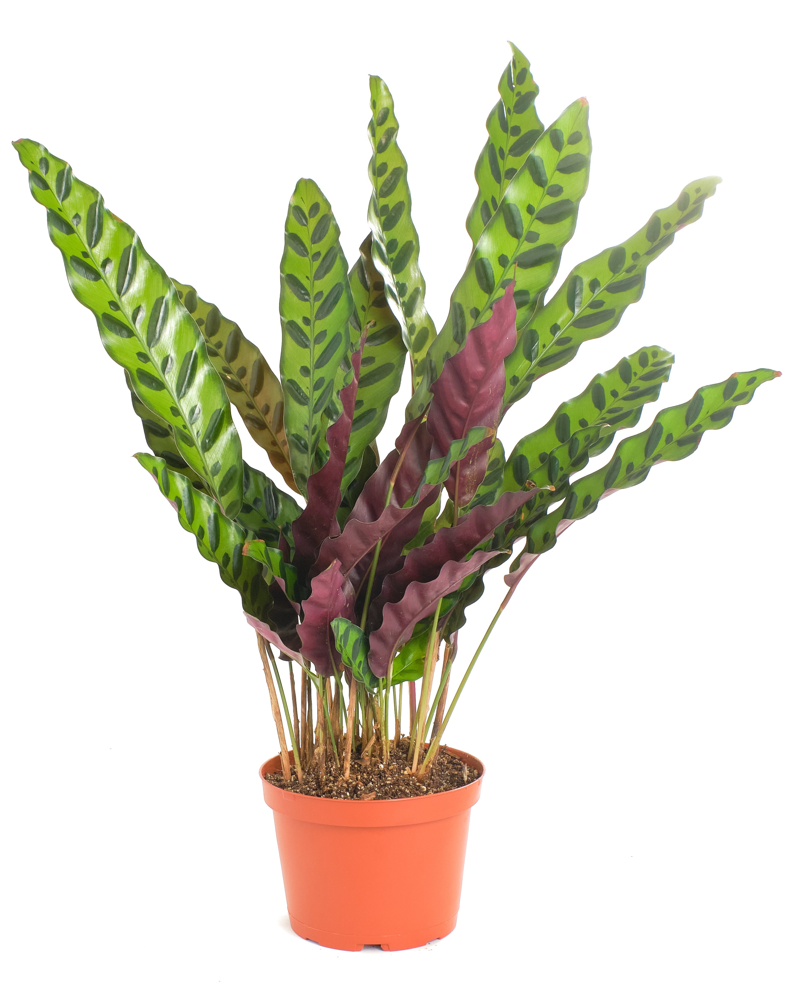 rattlesnake plant fertilizer Calathea Lancifolia 'Rattlesnake Plant' – Classy Casita
