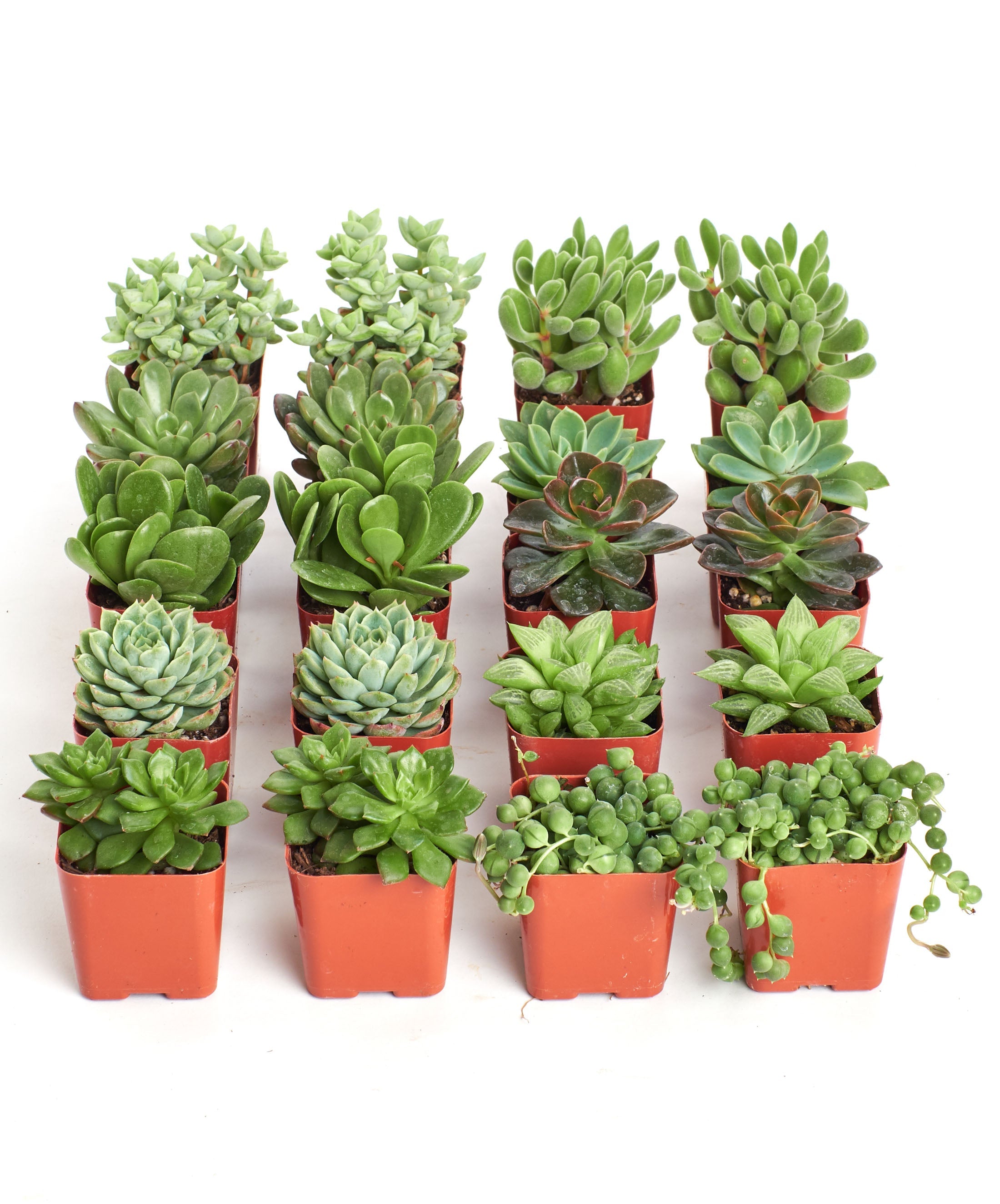 types of green succulents Verde Mini Succulent Collection – Classy Casita