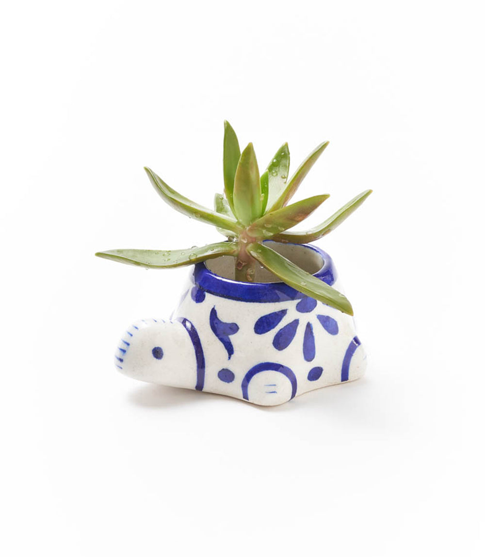 turtle succulent pot Lalita Baby Turtle Mini Succulent Planter