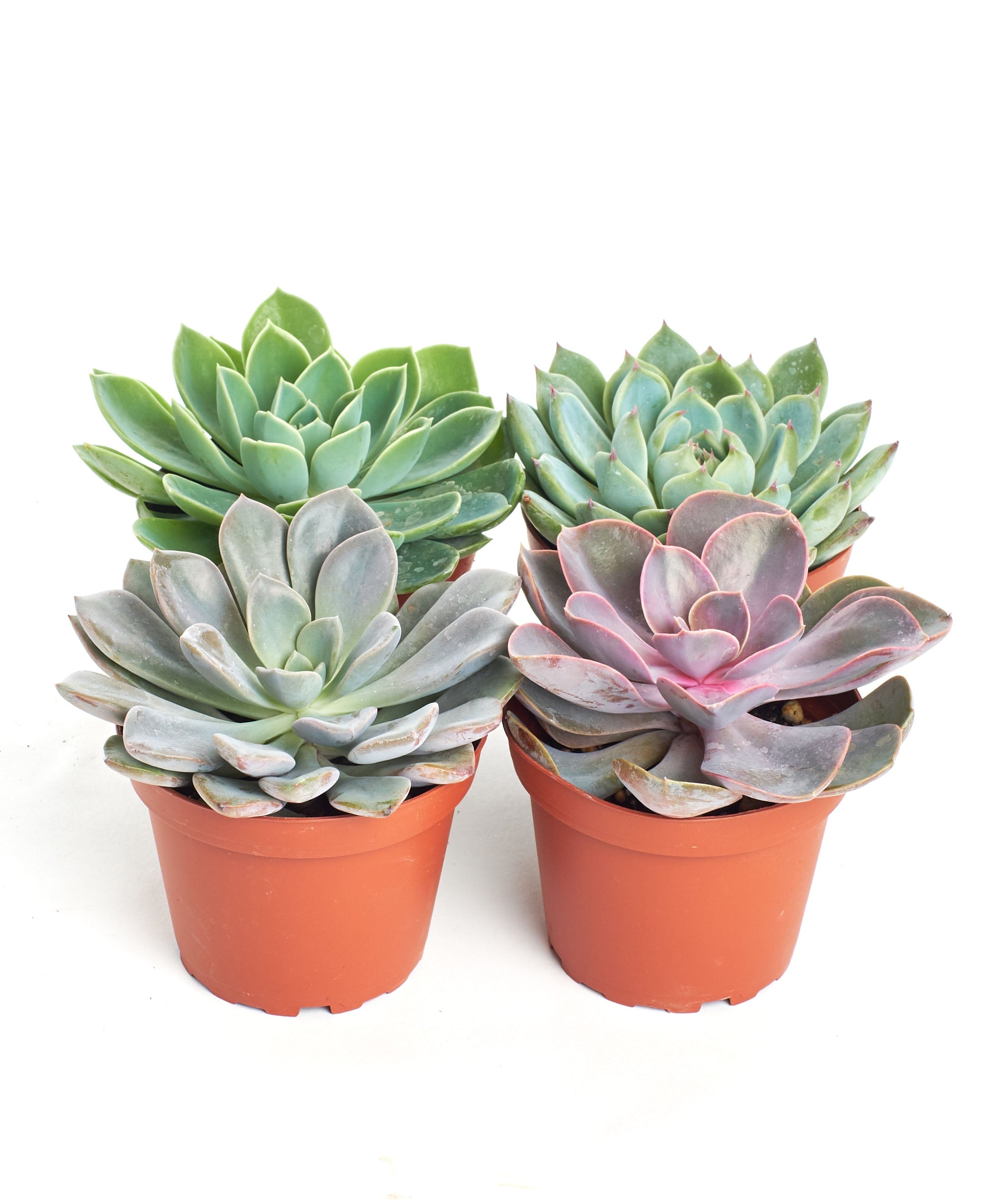 succulent medium Rosette Medium Succulent Collection – Classy Casita