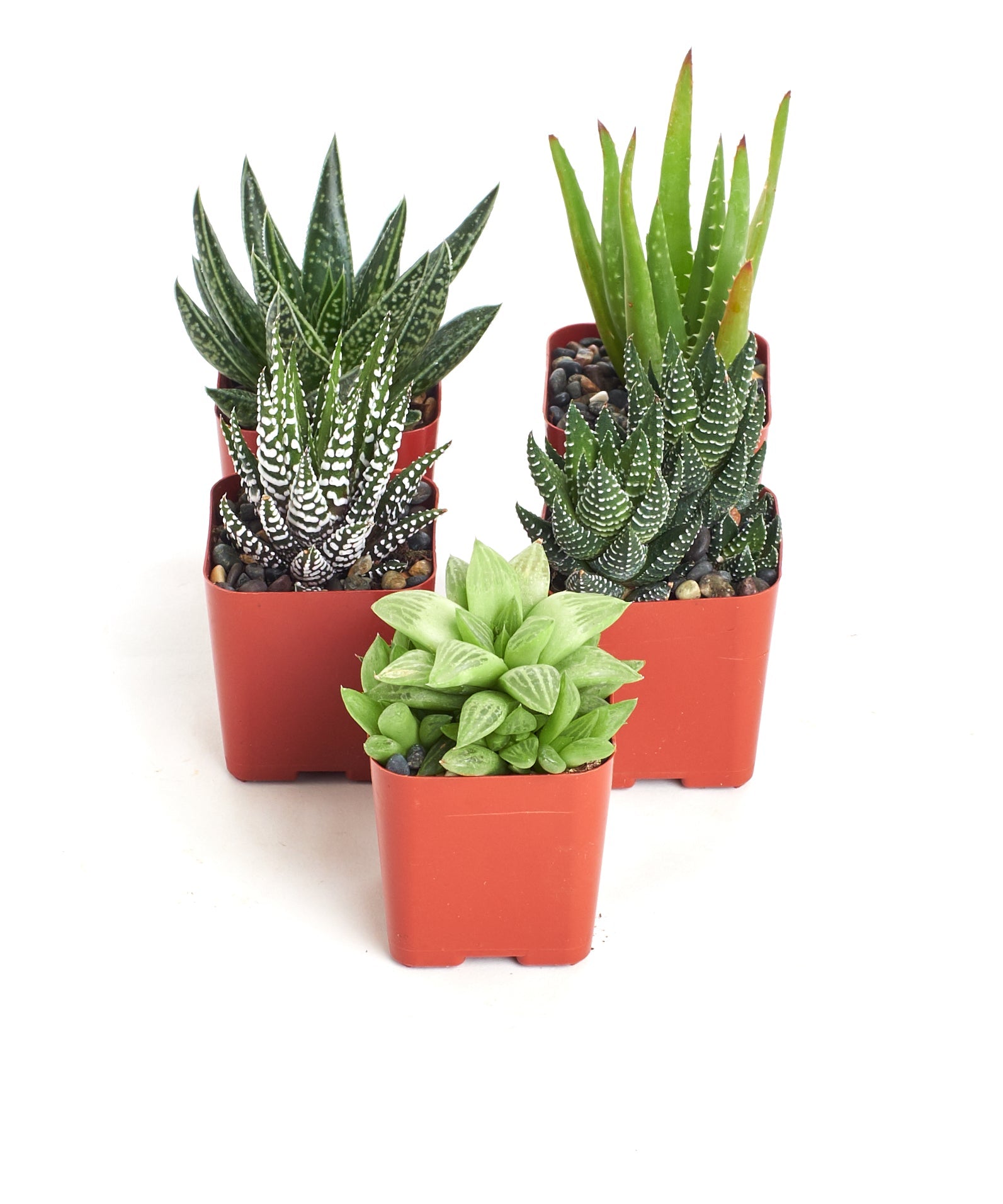 aloe vera succulent arrangement Assorted Mini Aloe & Haworthia Collection – Classy Casita