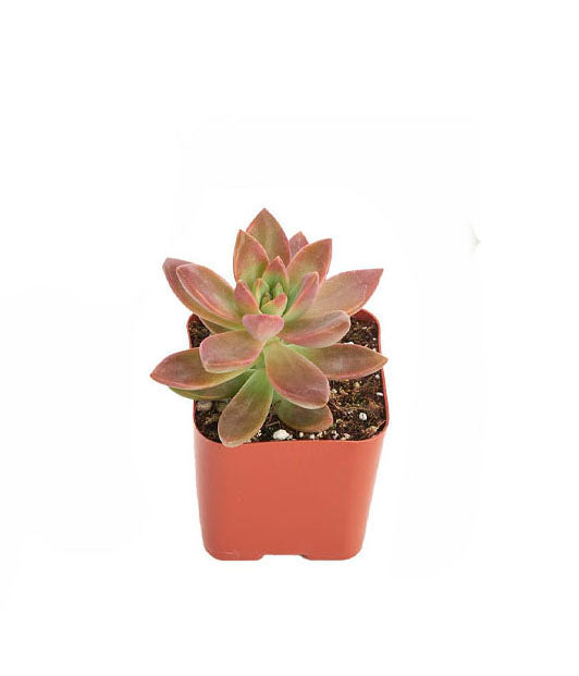 california sunset succulent indoors Graptosedum 'California Sunset' – Classy Casita