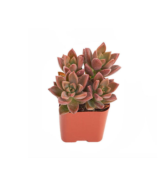 succulent graptosedum Graptosedum 'Vera Higgins'