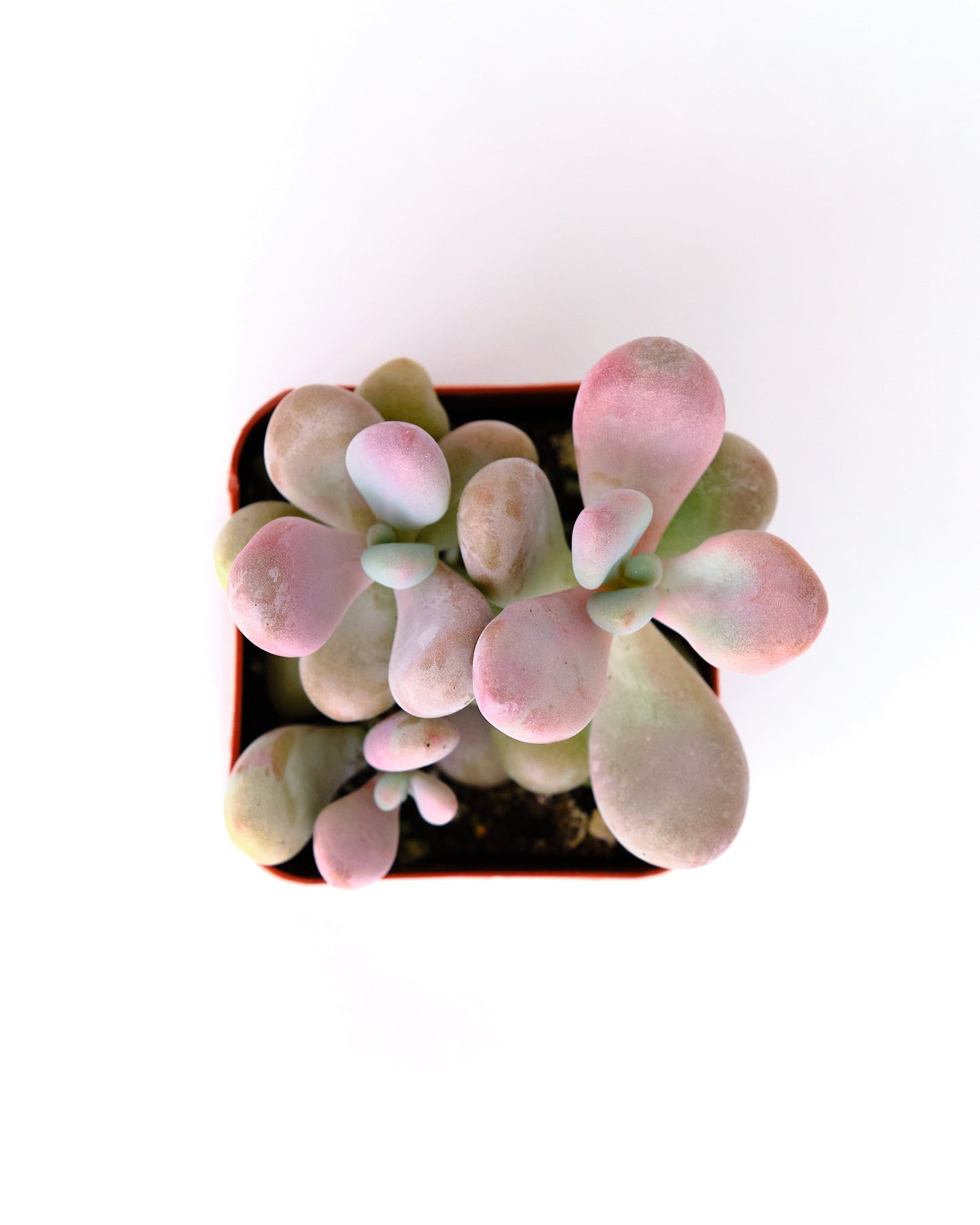 Graptopetalum Amethystinum