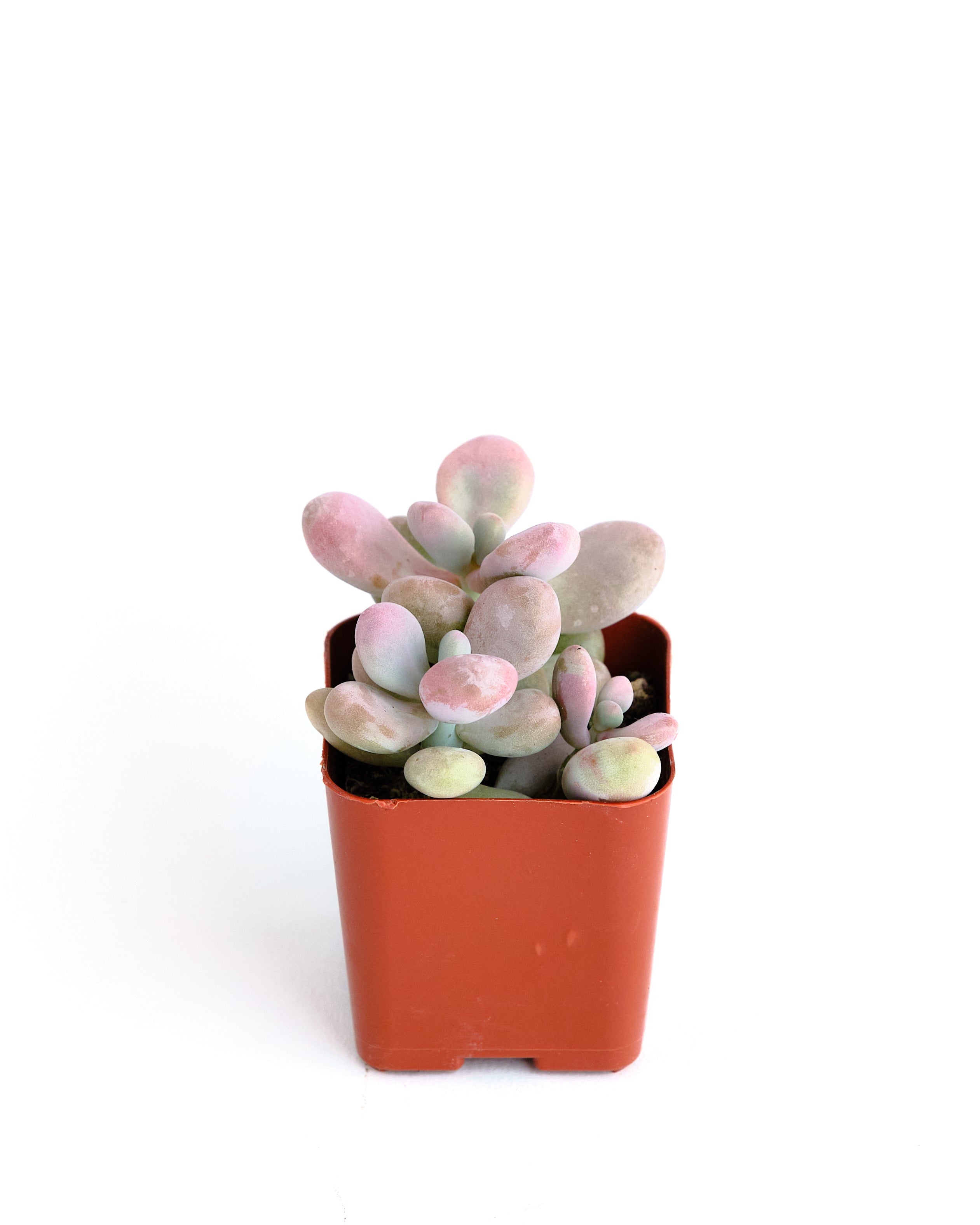 amethystium succulent Graptopetalum Amethystinum