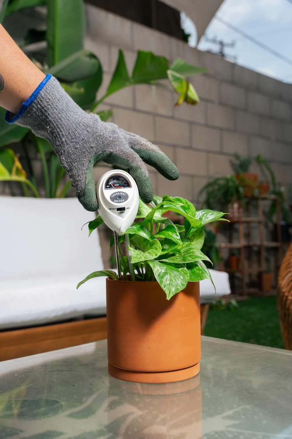 moisture meter for fiddle leaf fig Shop Gardening Moisture 3-in-1 Meter