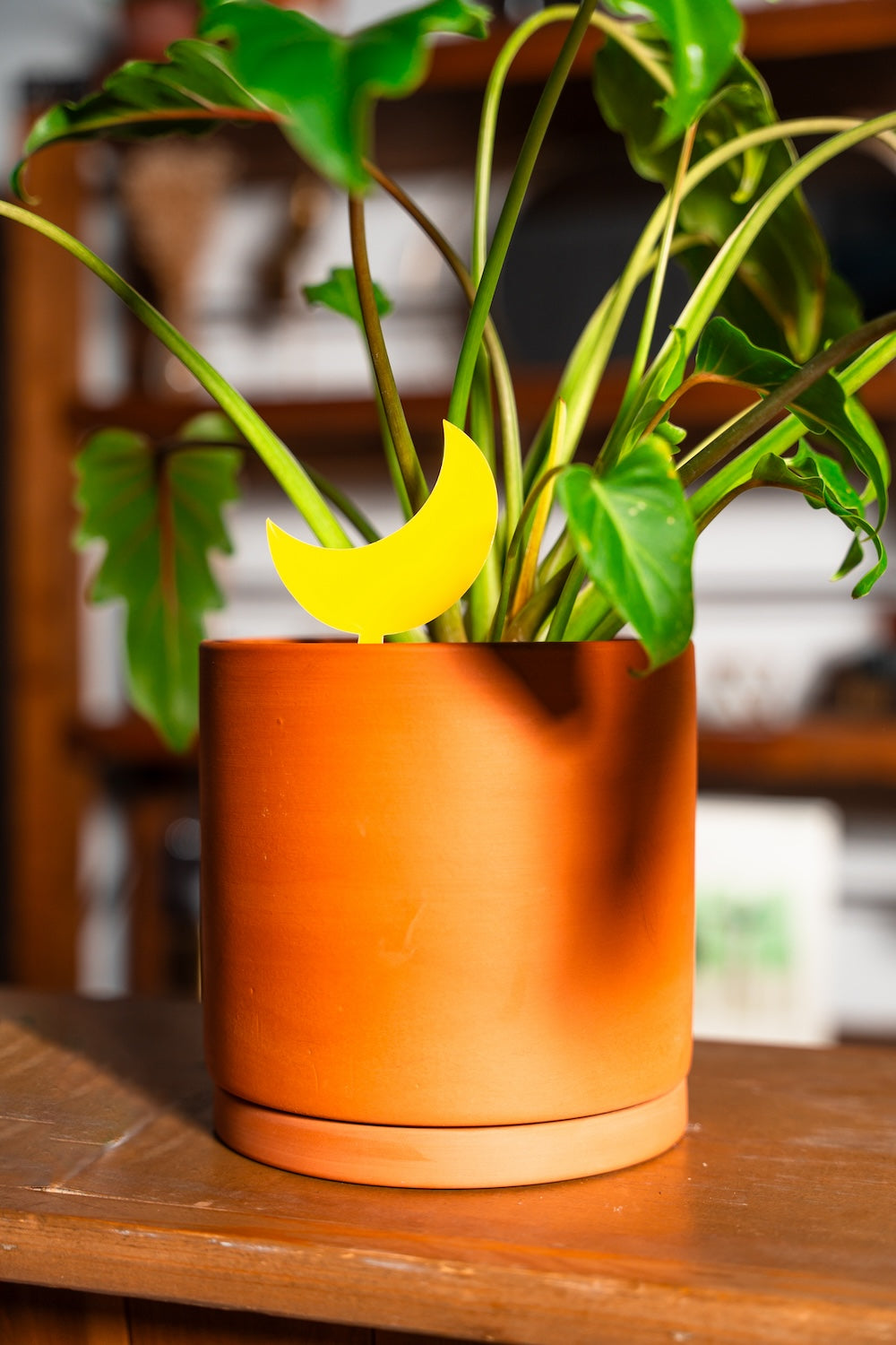 indoor plant sticky traps Sticky Traps