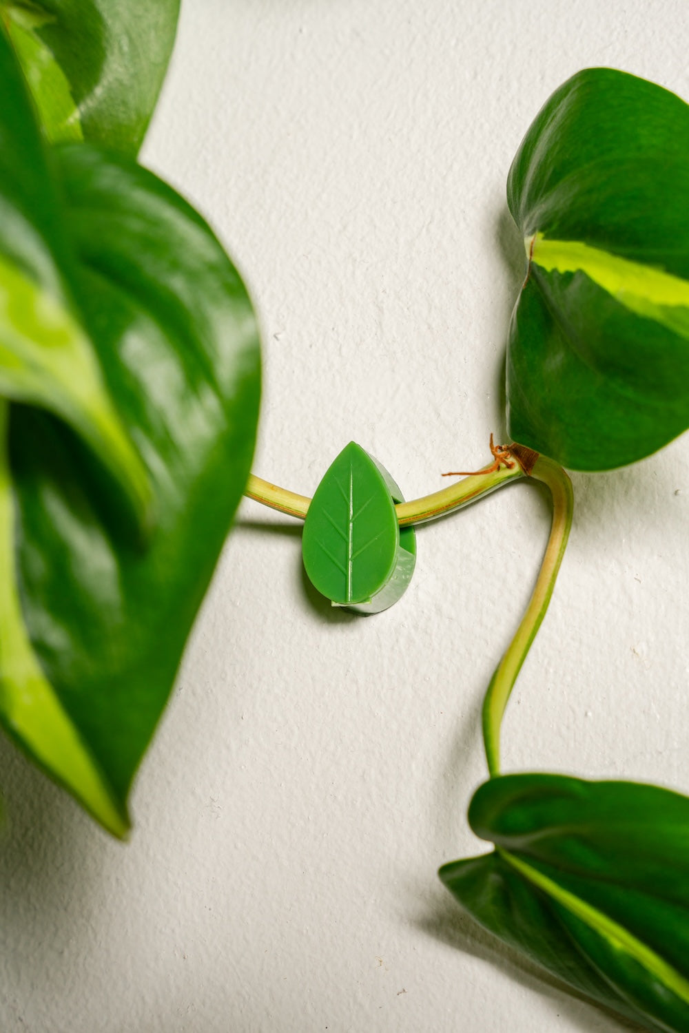 Plant Clips
