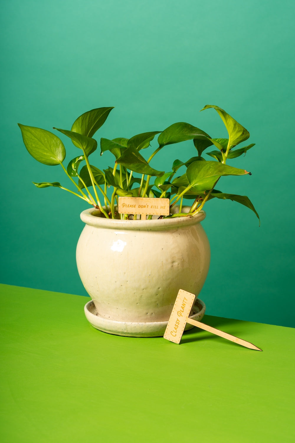 classy plant pots Plant Markers – Classy Casita
