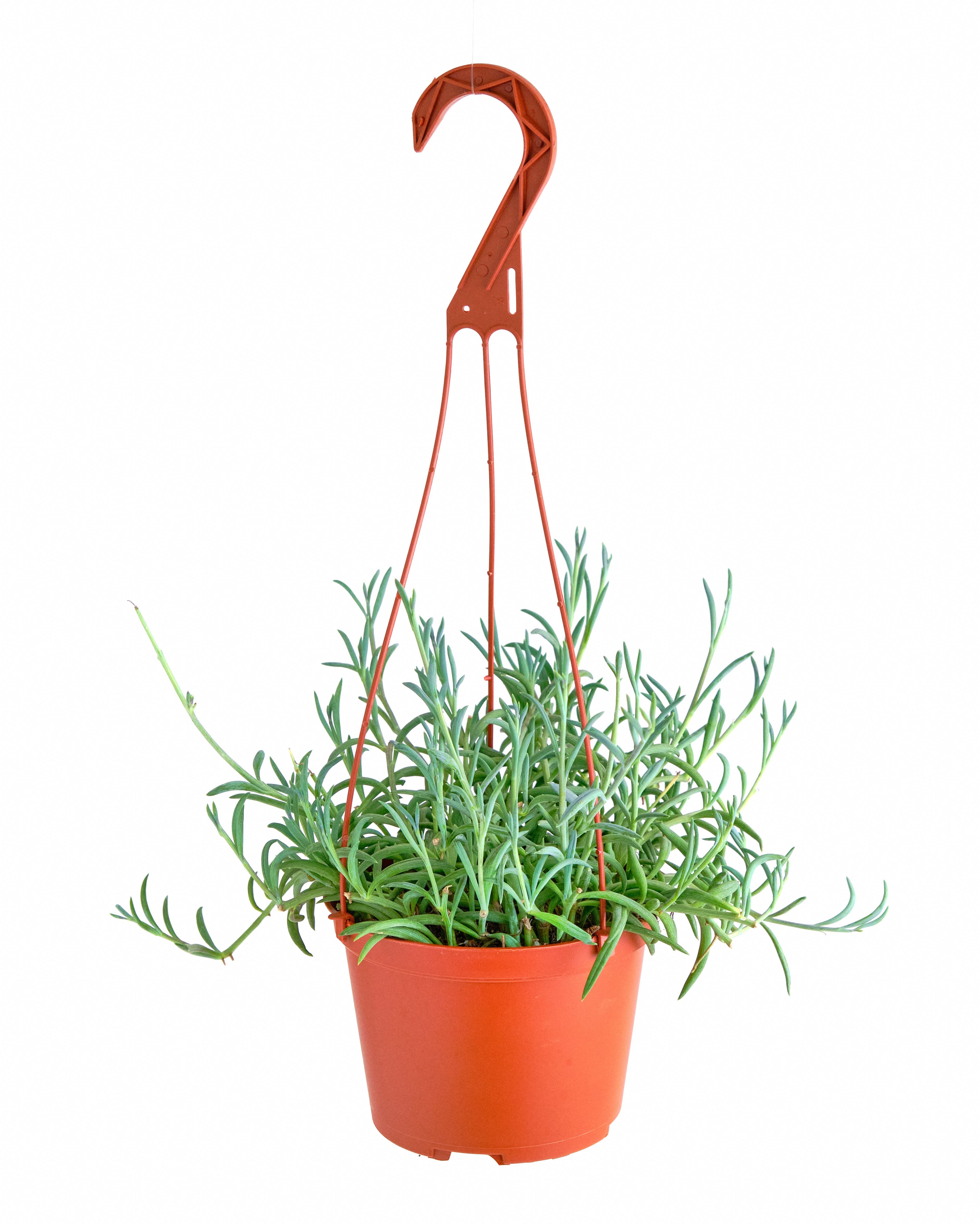 string of fishhooks succulent Senecio Radicans 'String of Fishhooks' – Classy Casita