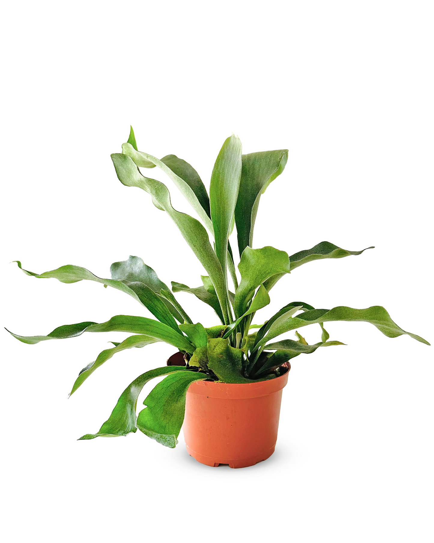 Staghorn Fern
