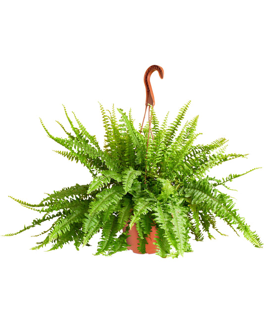 Kimberly Queen Fern