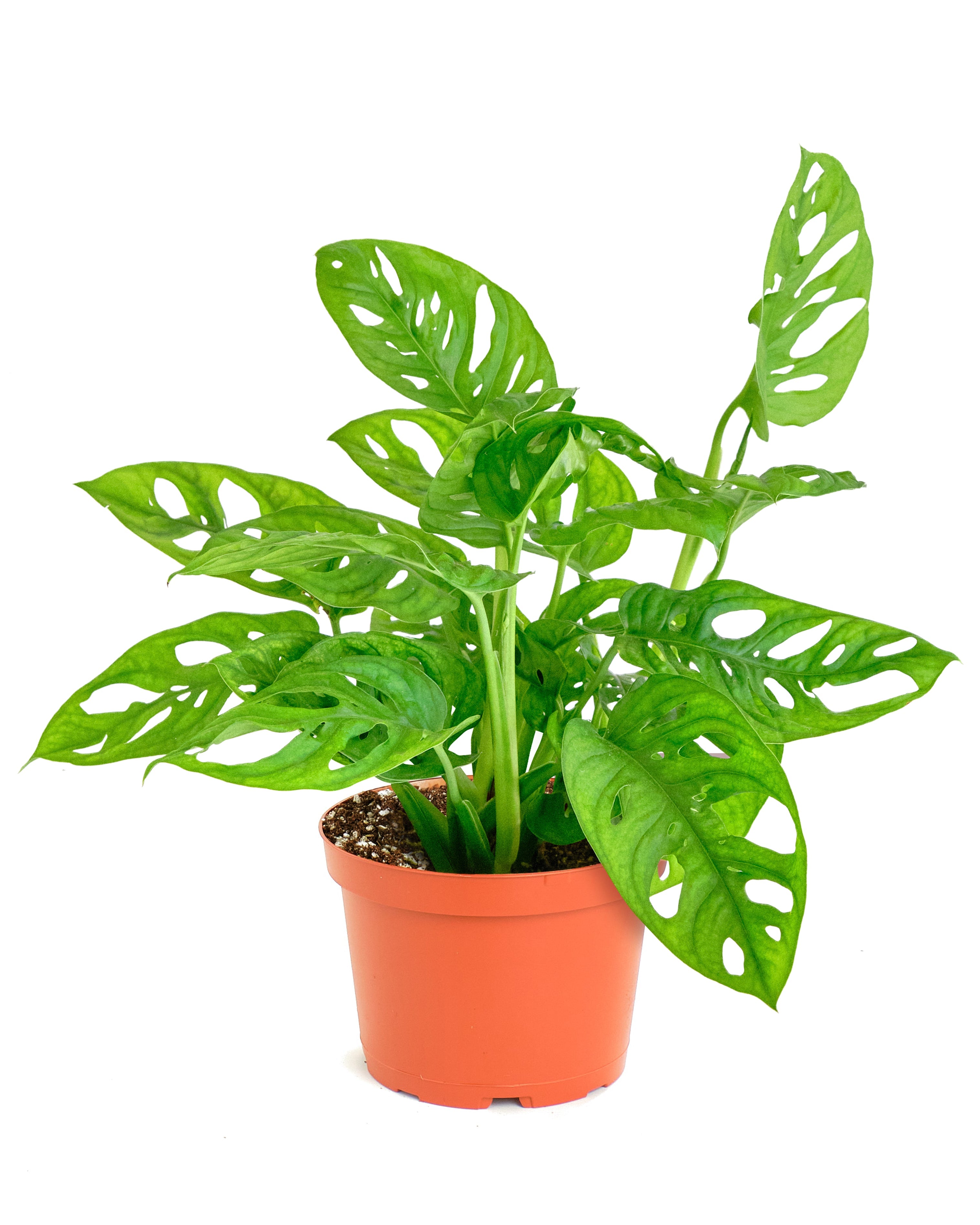 monstera adansonii humidity level Monstera Adansonii