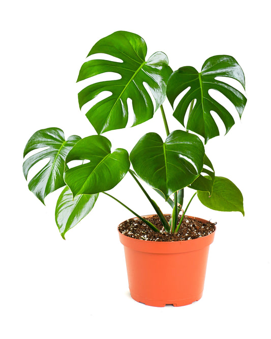 Monstera Deliciosa 'Split Leaf'