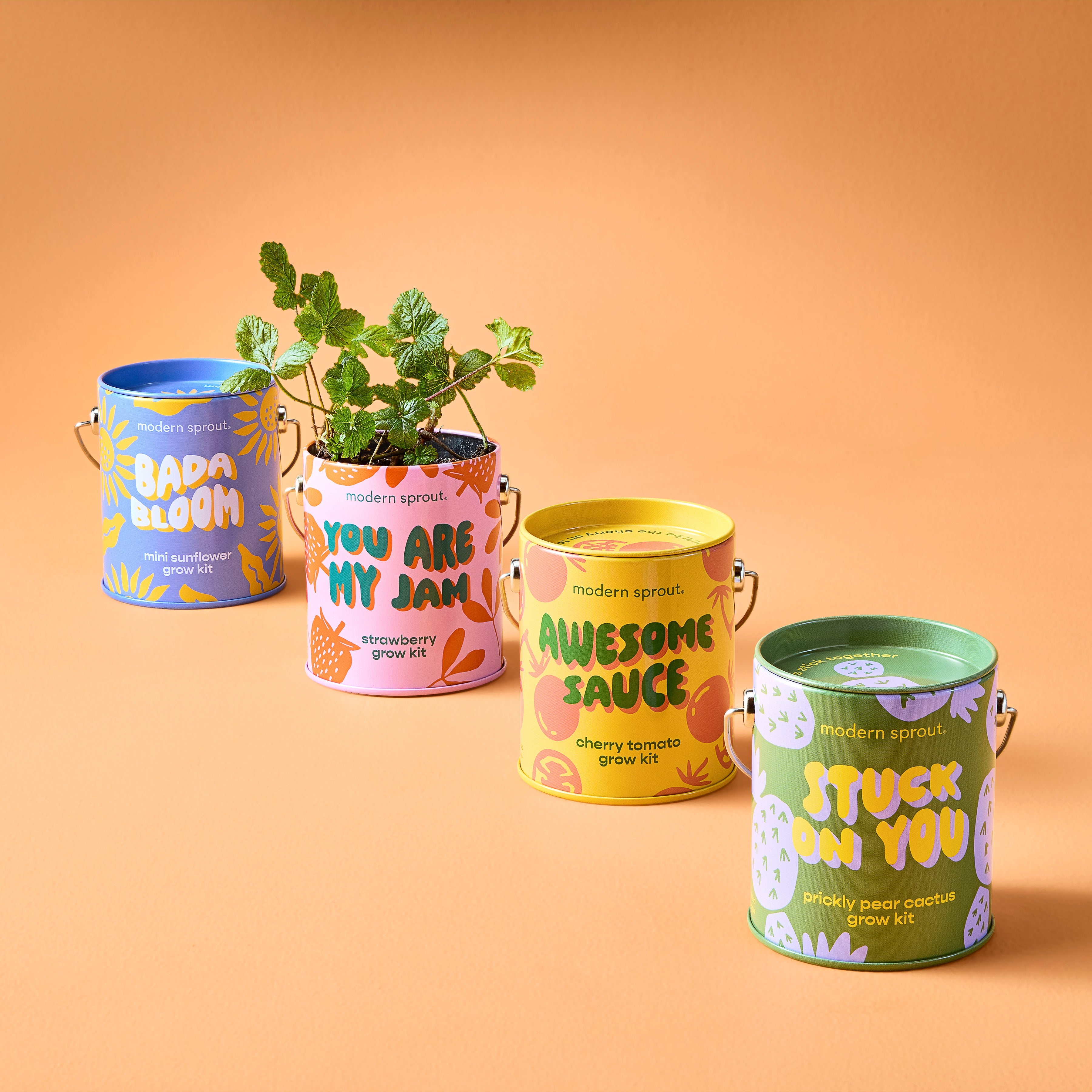 house plant growing kit Complimentary Colors Grow Kits – Classy Casita