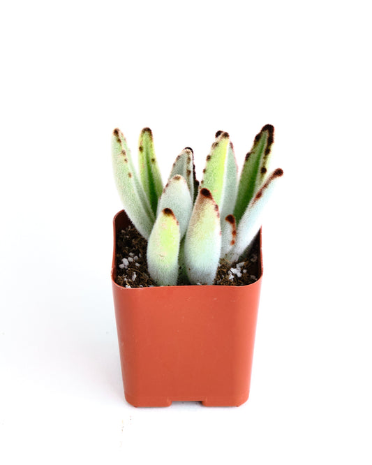 Kalanchoe tomentosa 'Panda Plant'