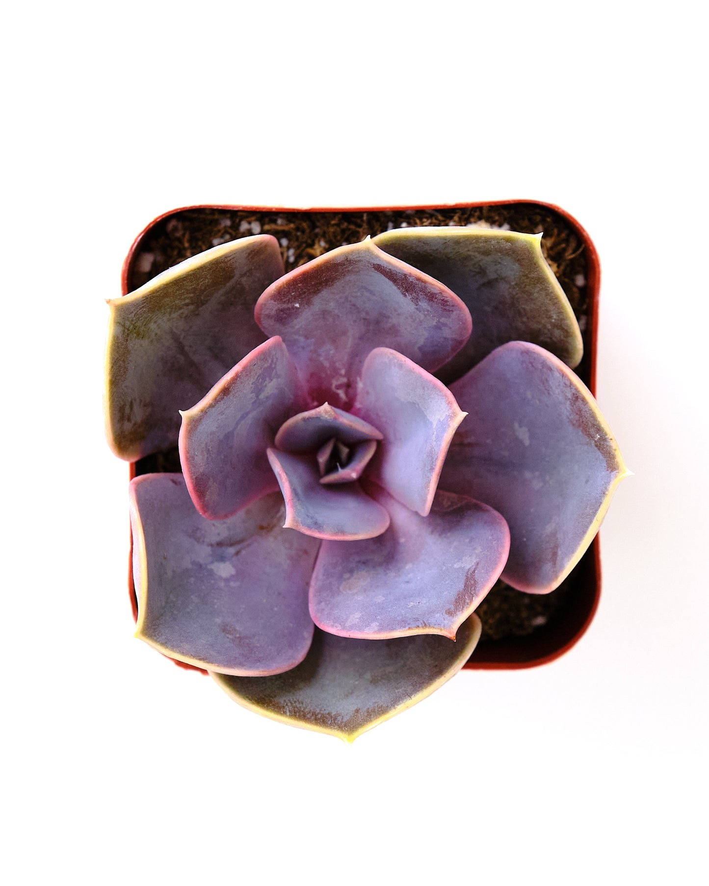 Echeveria 'Perle Von Nurnberg'