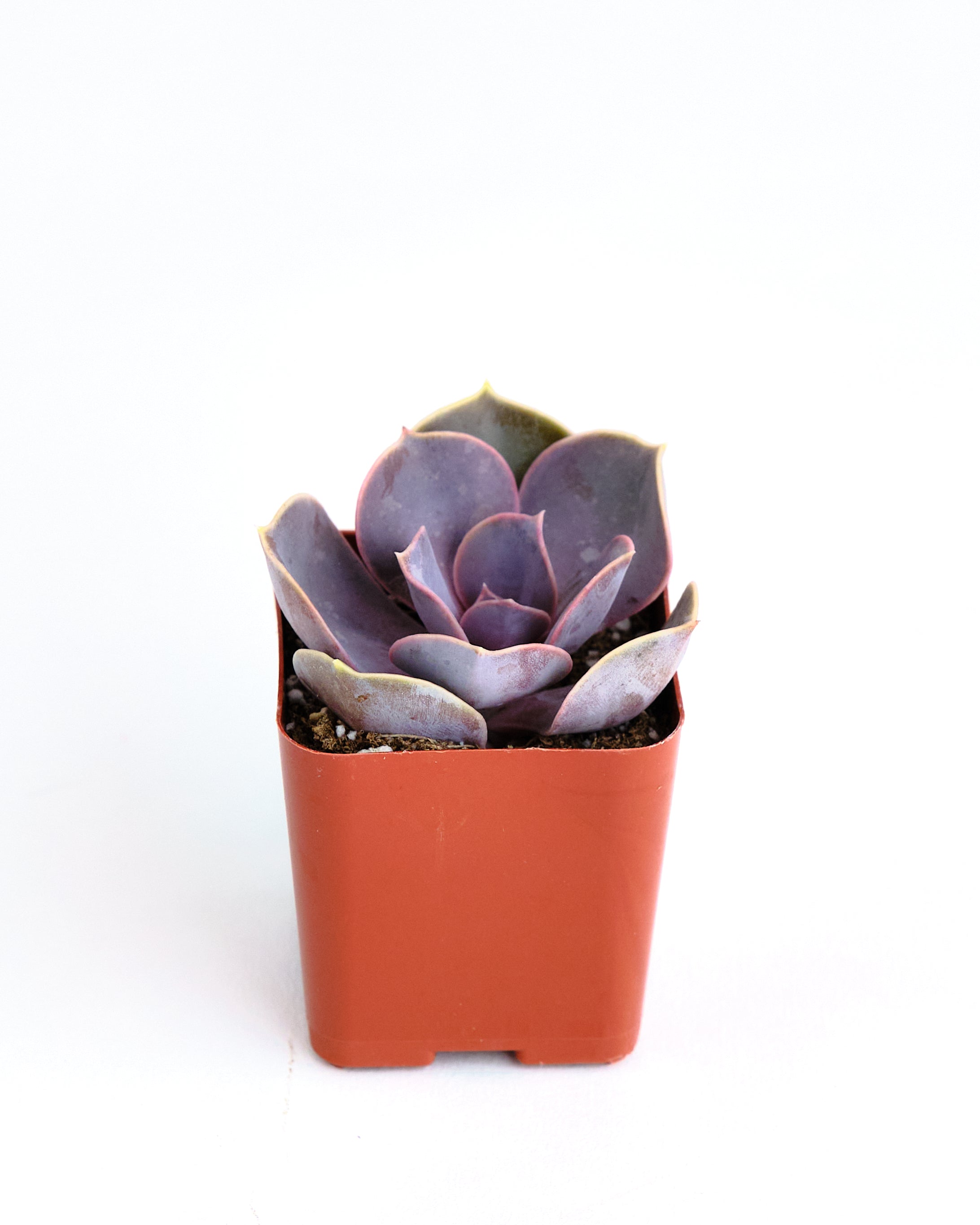 echeveria perle von nurnberg succulent Echeveria 'Perle Von Nurnberg' – Classy Casita