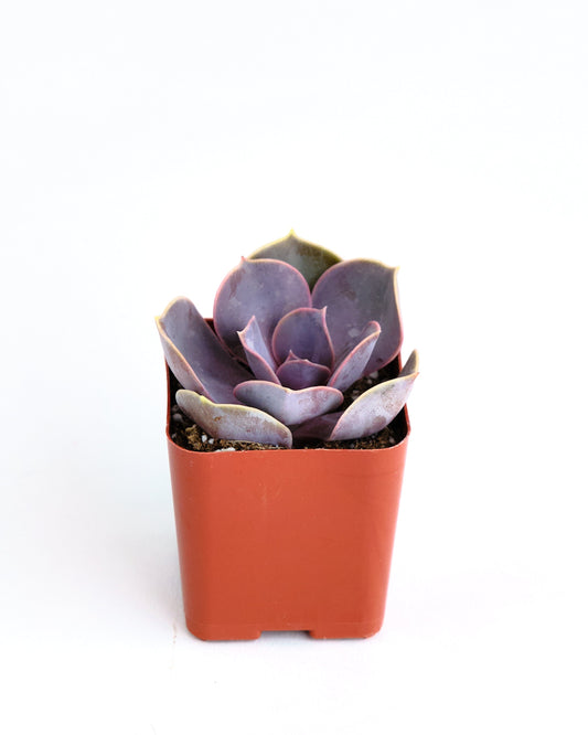 Echeveria 'Perle Von Nurnberg'