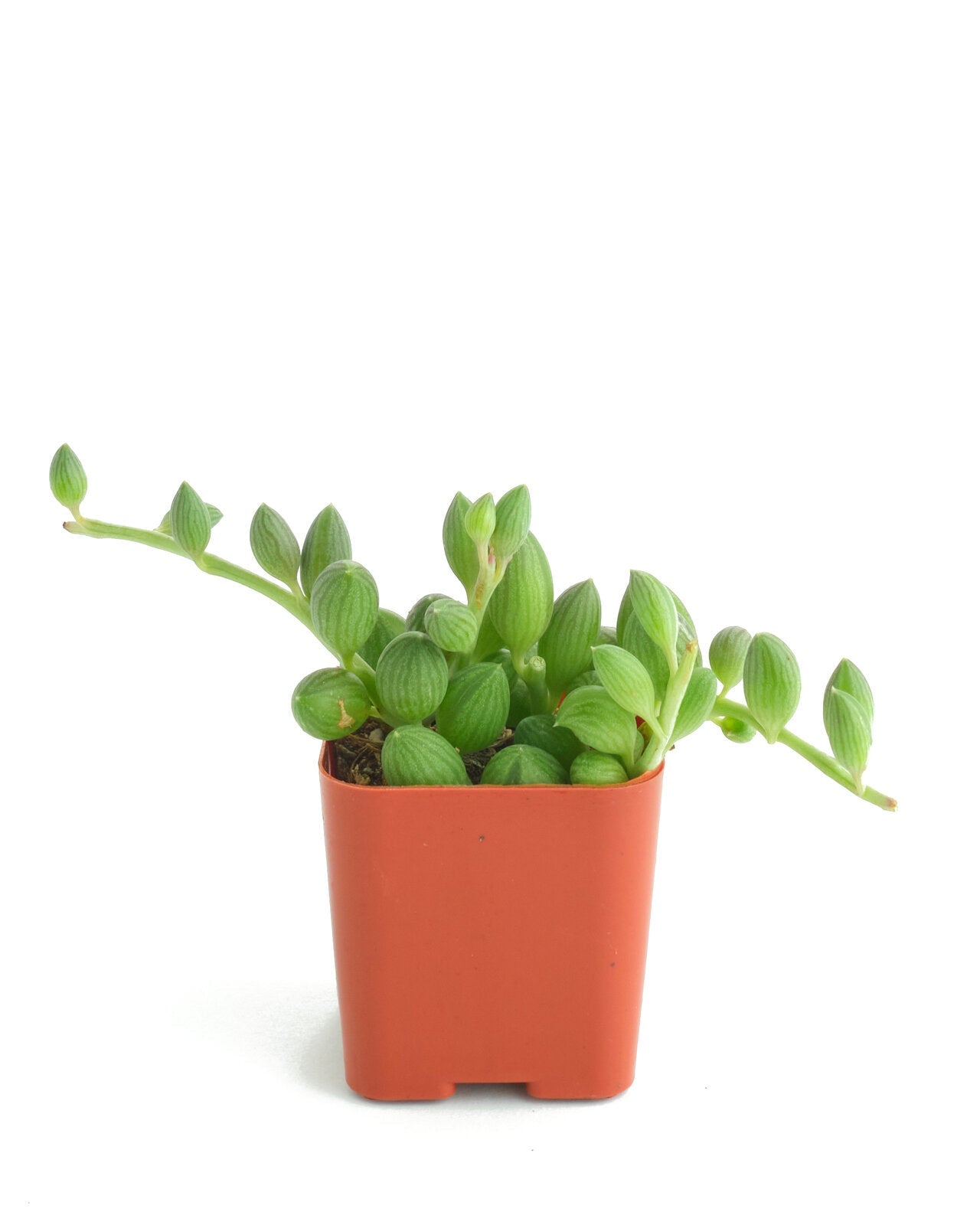 string of cucumbers succulent Curio Herreanus 'String of Watermelons' – Classy Casita