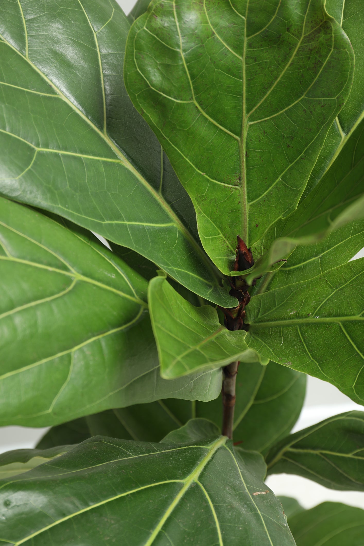 Ficus Lyrata "Fiddle Leaf Fig"