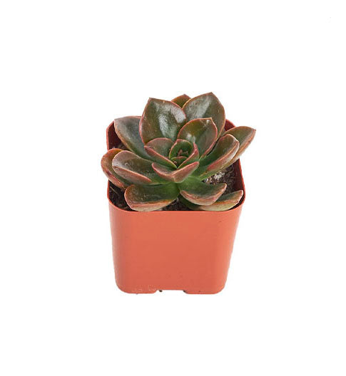 melaco succulent Echeveria 'Melaco' – Classy Casita