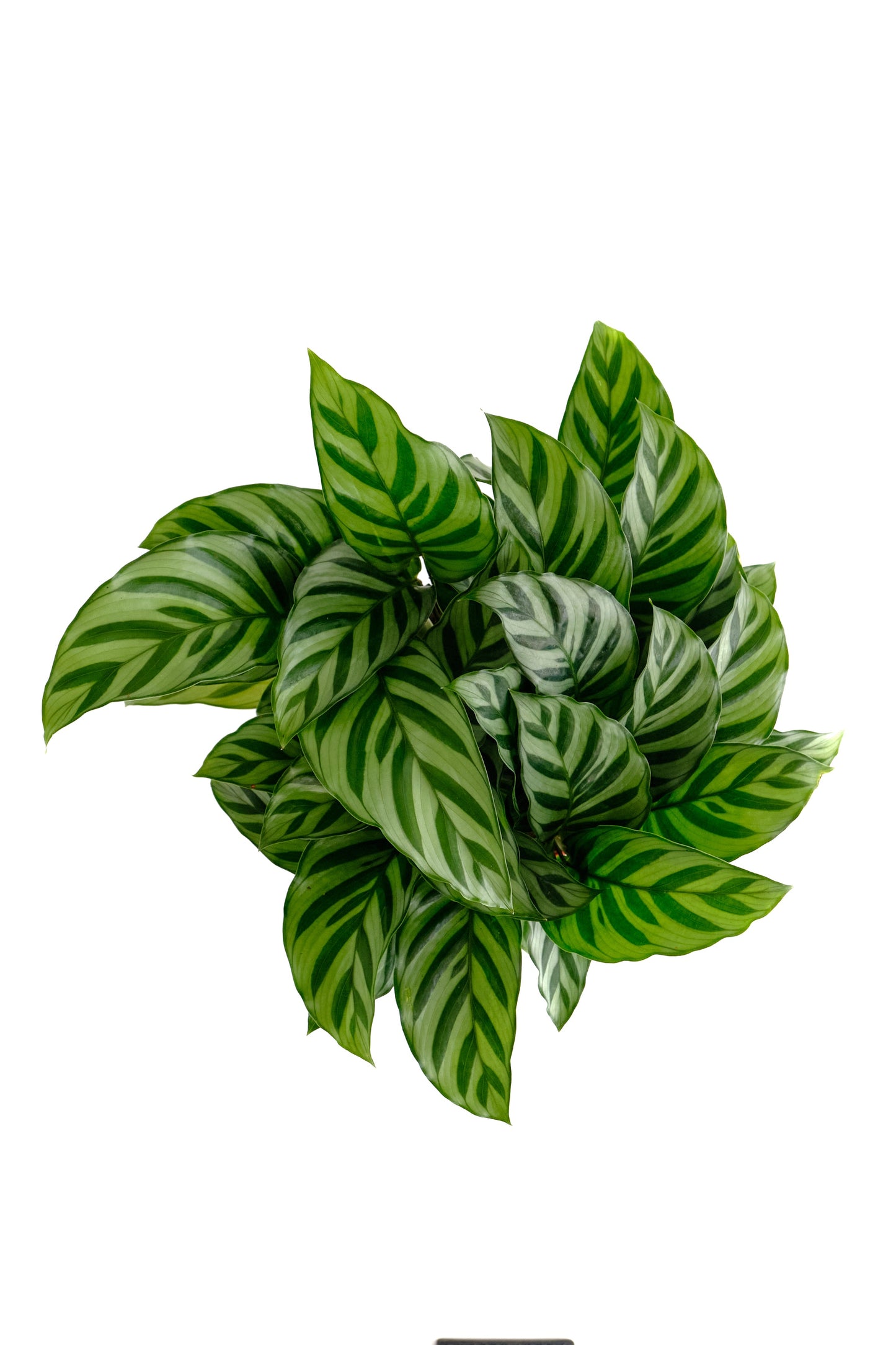 Calathea Concinna 'Freddie'
