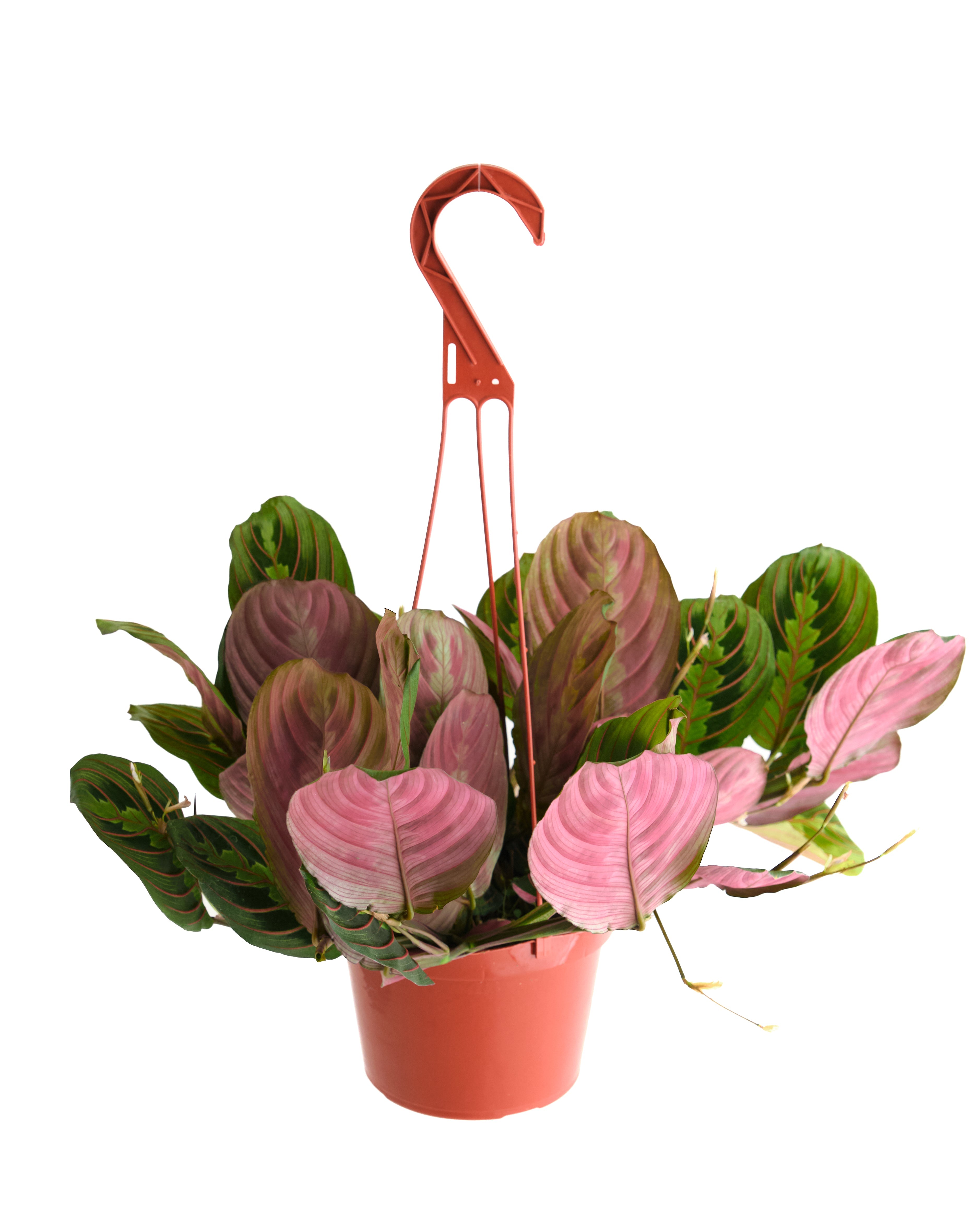 where to buy prayer plant near me Maranta Red 'Prayer Plant' – Classy Casita