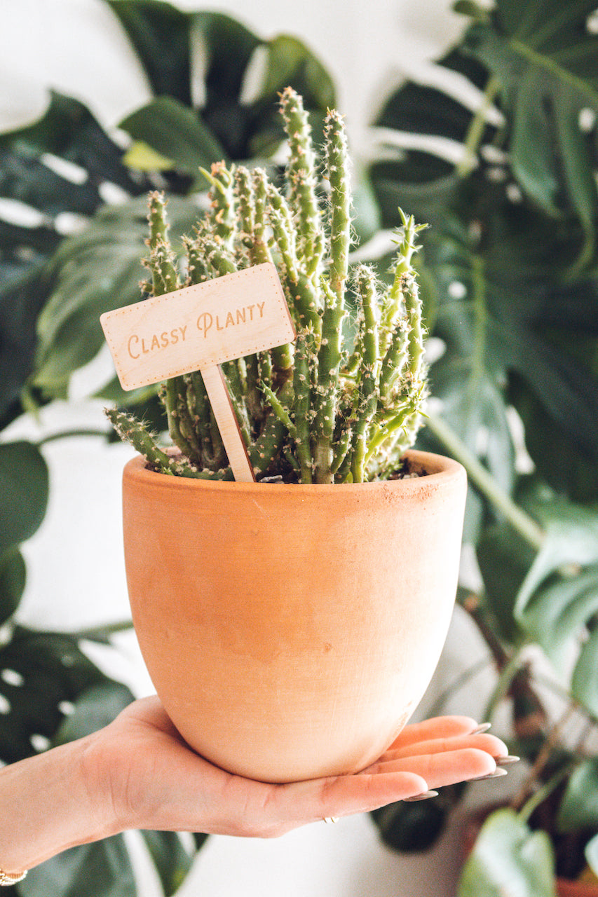 'Classy Planty' Plant Marker