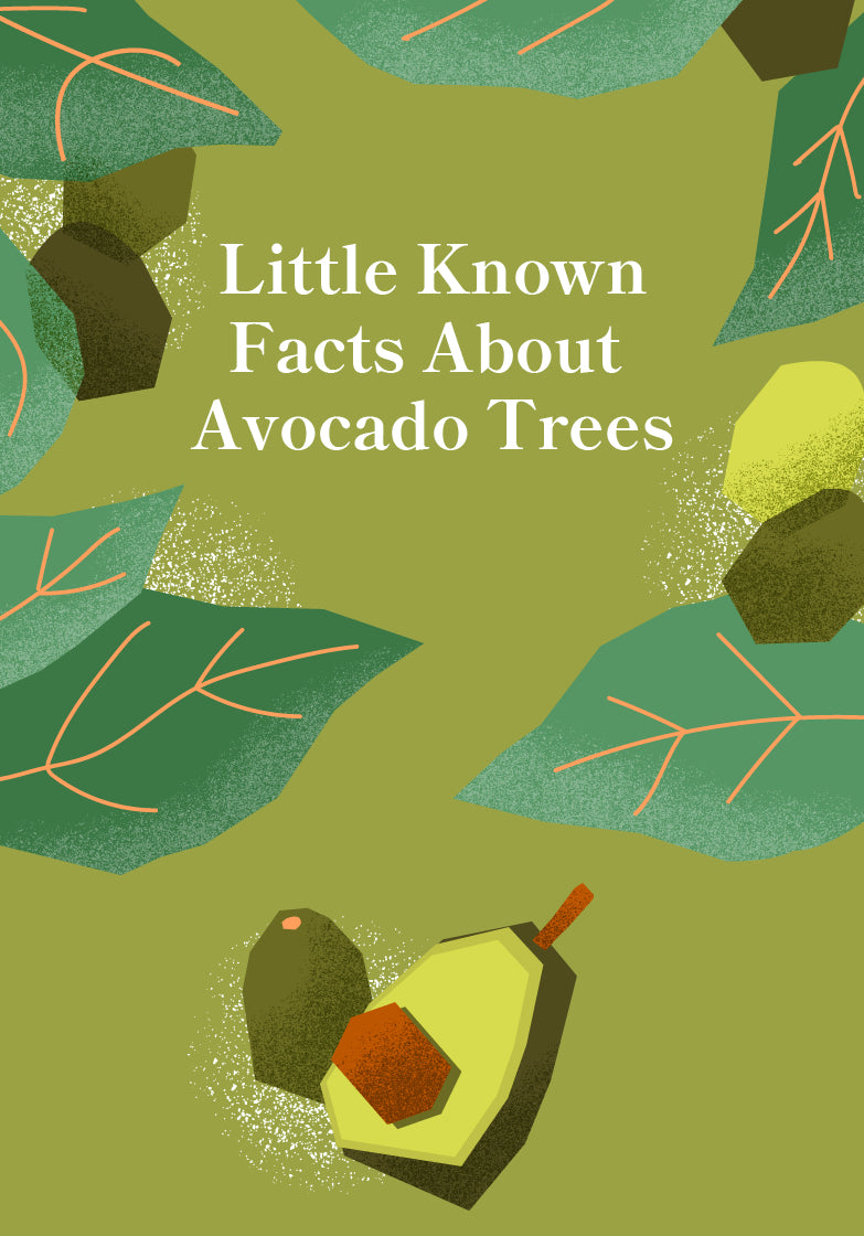 FACTS ABOUT AVOCADO TREES