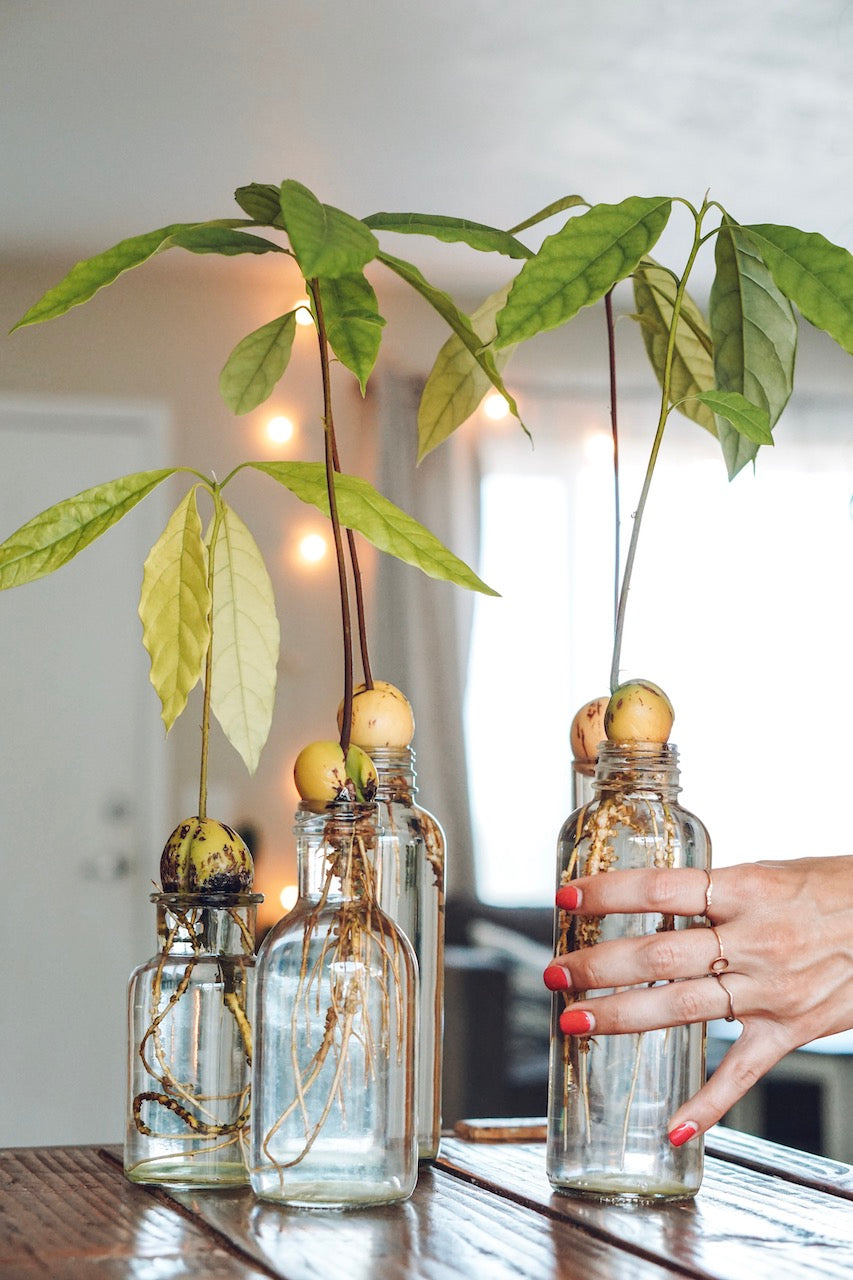 Avocado Seed to Plant