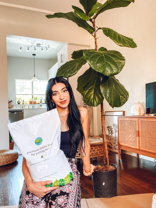 Top 10 Rules For Fiddle Leaf Fig Care