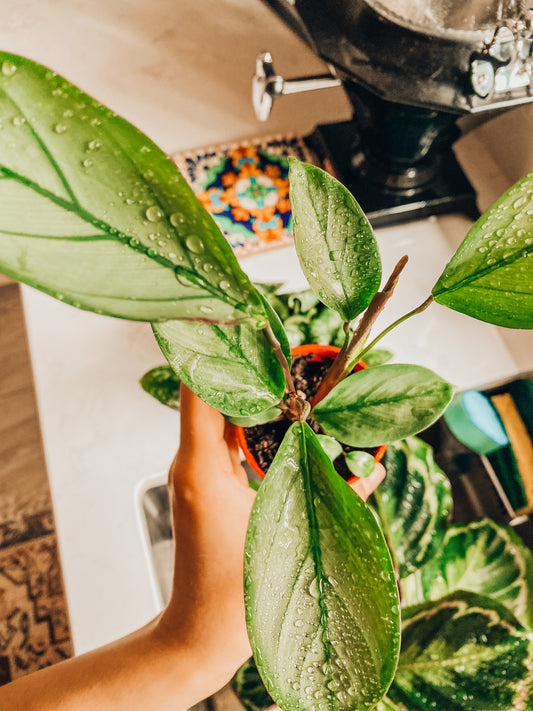 Refresh your home. With the help of houseplants!