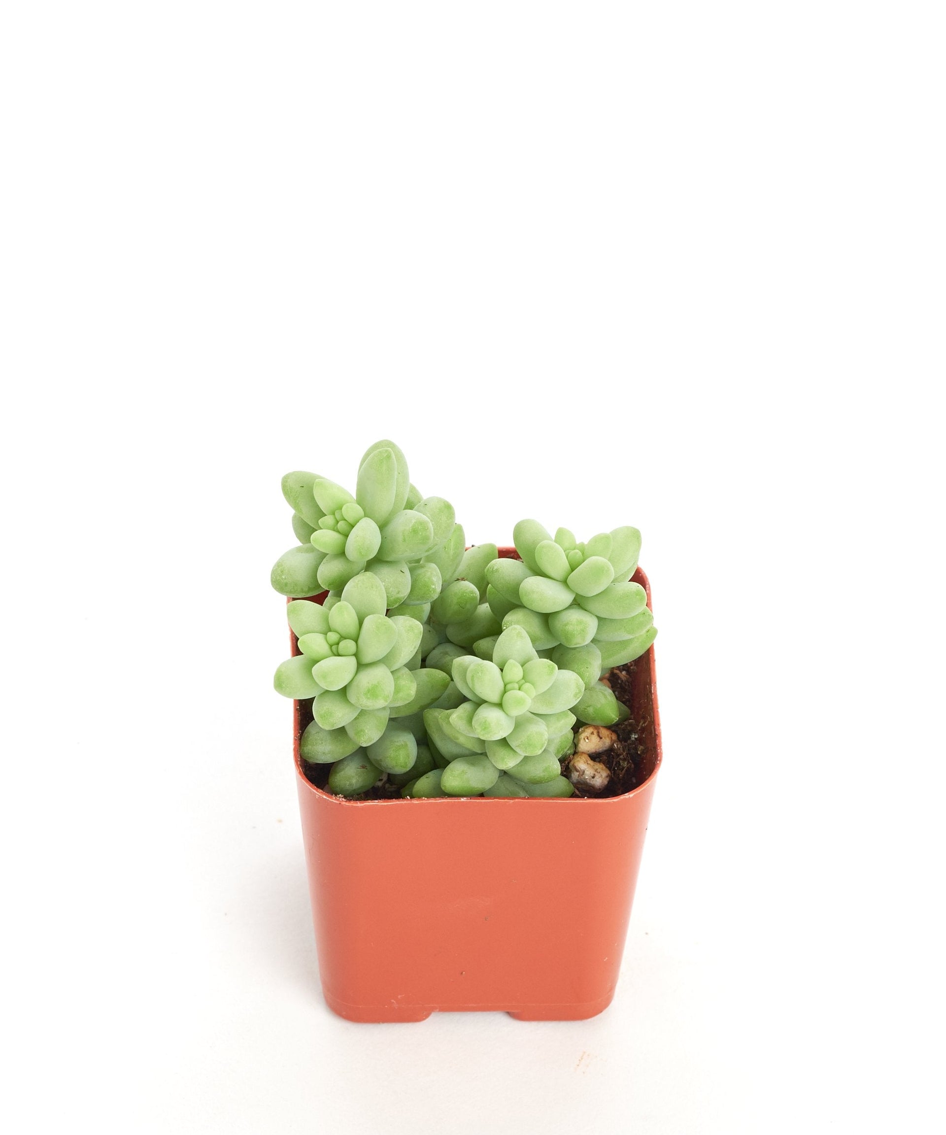 types of burro's tail succulents Sedum morganianum 'Burro's Tail' – Classy Casita