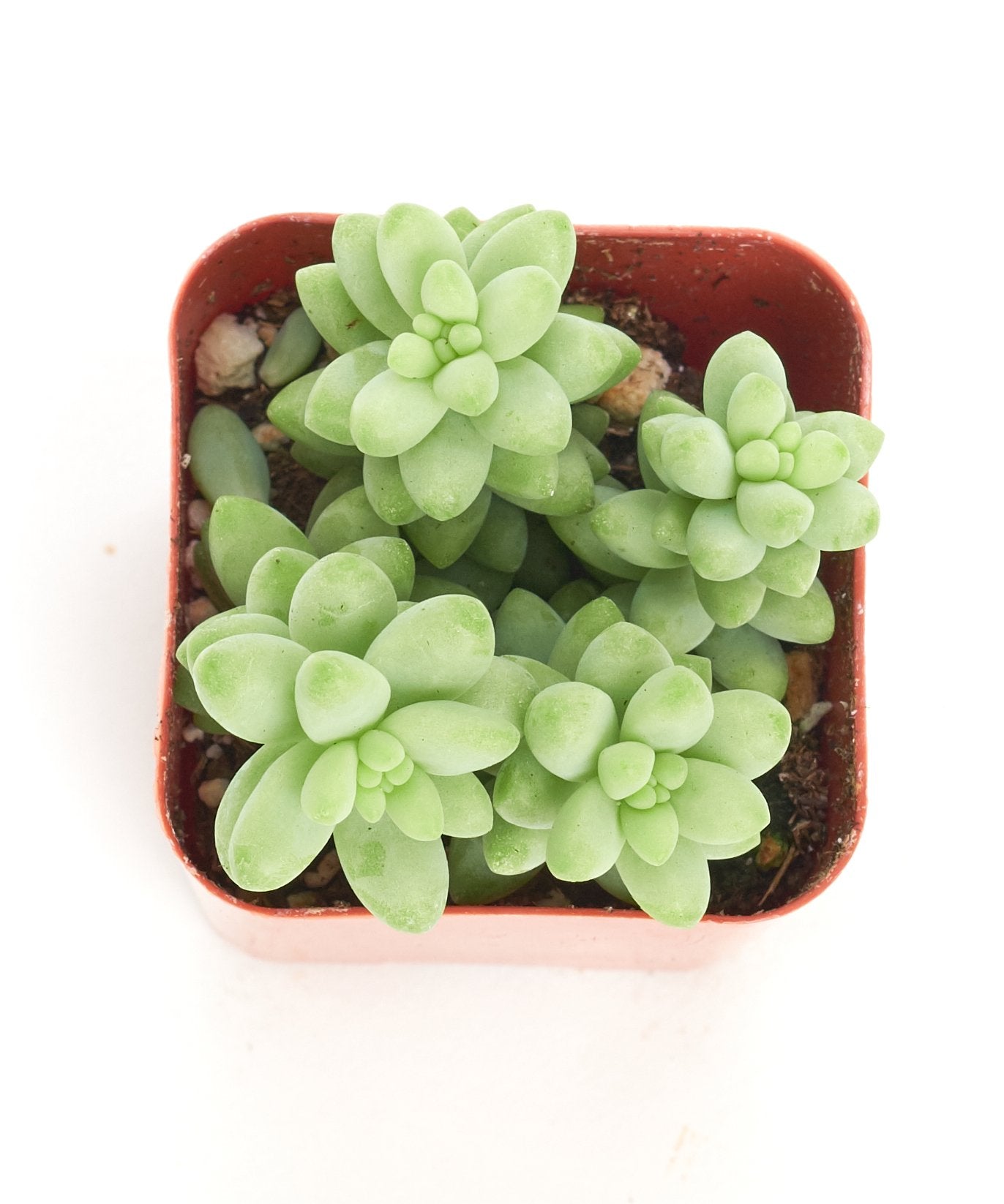 is donkey tail a succulent Sedum morganianum 'Burro's Tail' – Classy Casita