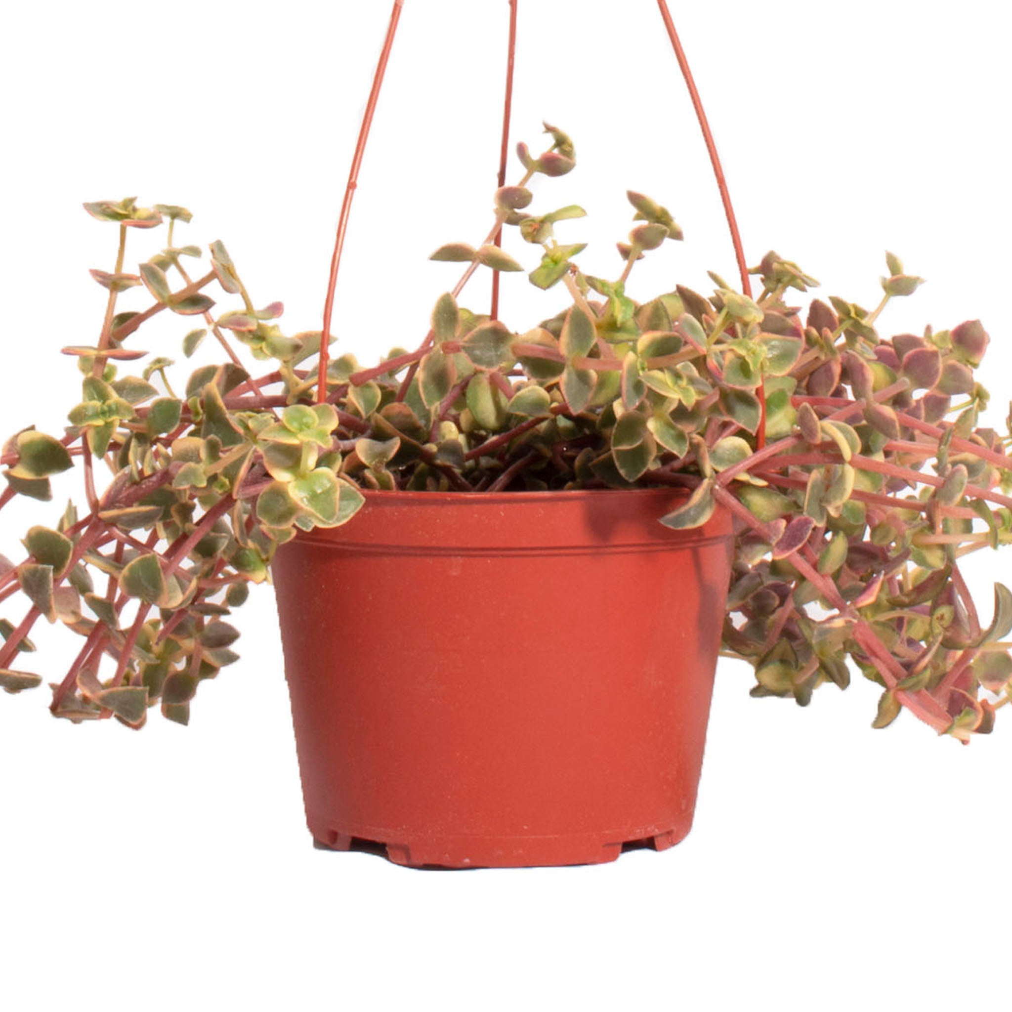 calico kitten succulent for sale Crassula Pellucida Variegata 'Calico Kitten' – Classy Casita