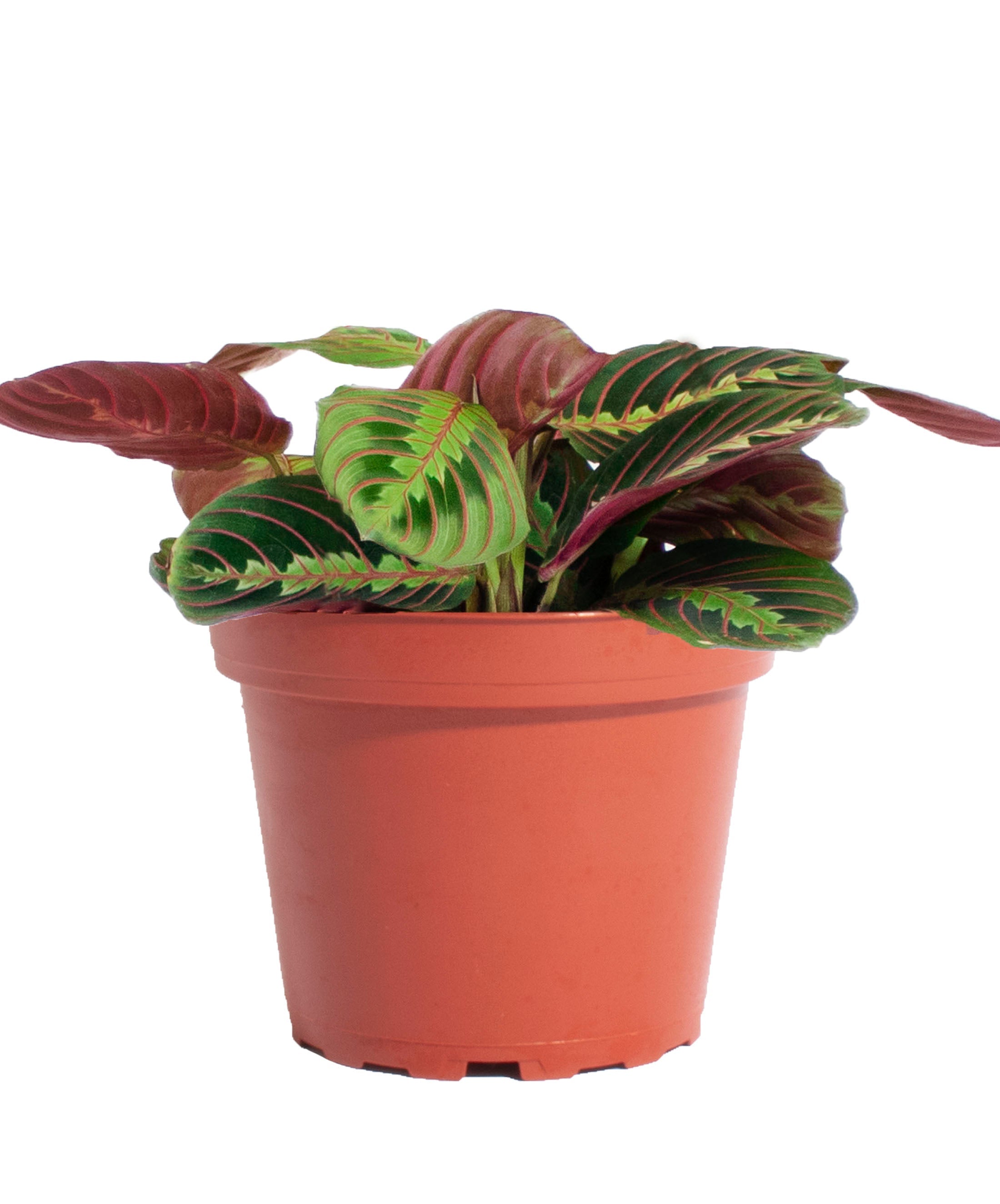 calathea maranta red prayer plant Maranta Red 'Prayer Plant' – Classy Casita