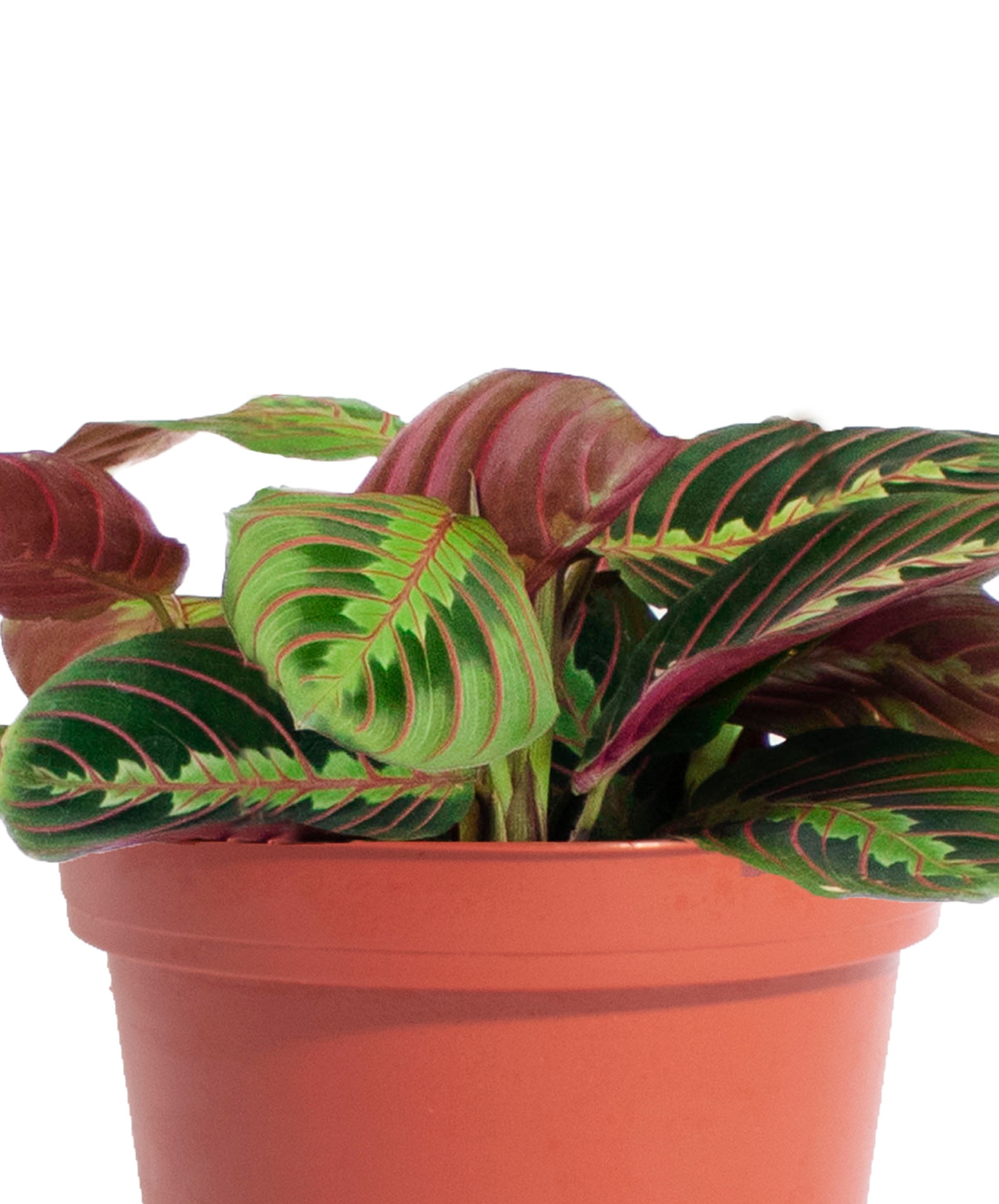 red prayer plant soil Maranta Red 'Prayer Plant' – Classy Casita