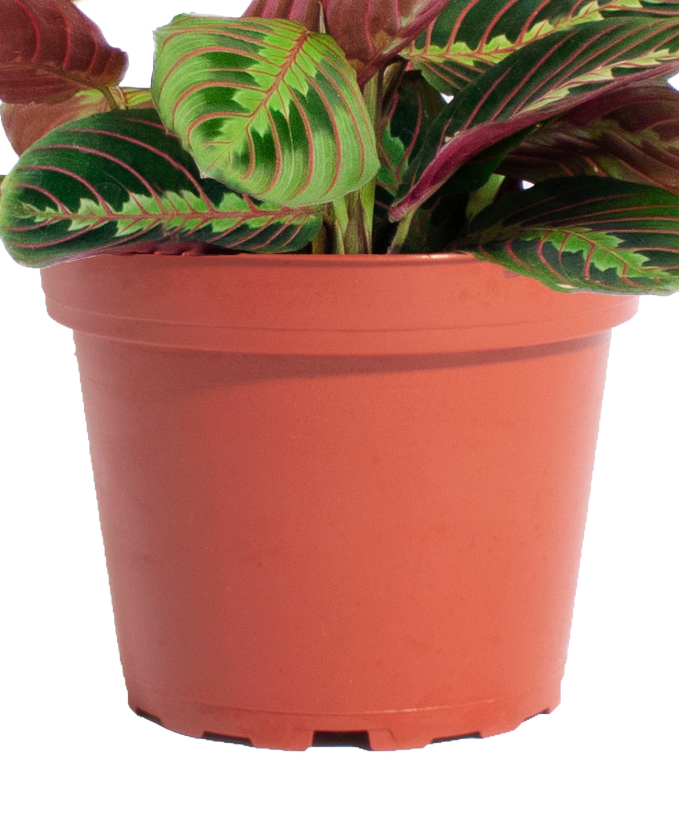 red maranta prayer plants Maranta Red 'Prayer Plant' – Classy Casita