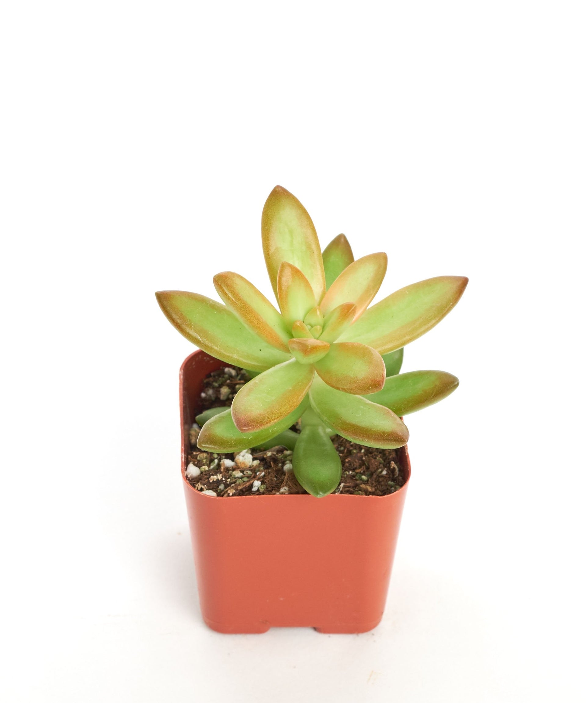 firestorm succulent Sedum Adolphii 'Firestorm' – Classy Casita